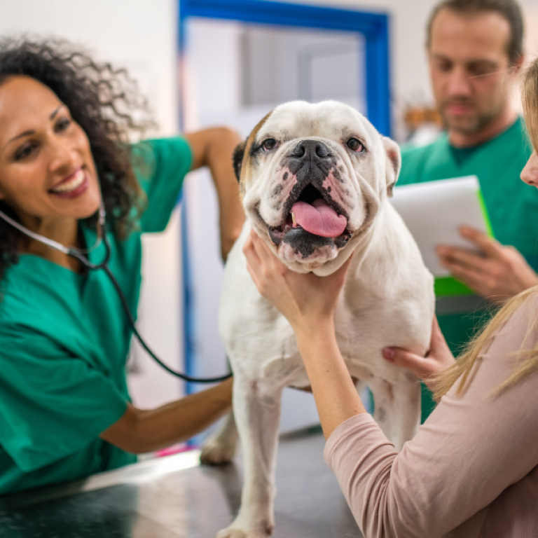 If considering veterinary practice ownership, deciding between starting a veterinary practice from scratch or buying an existing one can be a difficult decision. Weighing the pros and cons of each option can make the decision a little simpler.