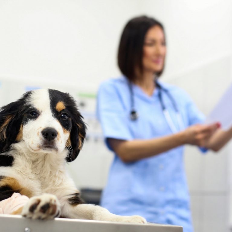 average veterinarian salary